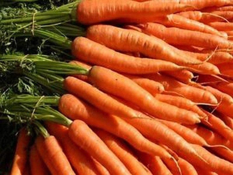 VibeX ® XXL-433 Imperator 58 Carrots Seeds Seed  (500 per packet)