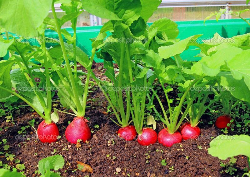 Mozette Red round Radish Seed  (24 per packet)