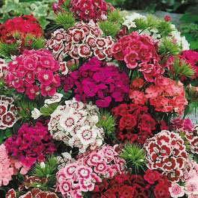 Paudha Diantnus Flower Seed  (10 per packet)