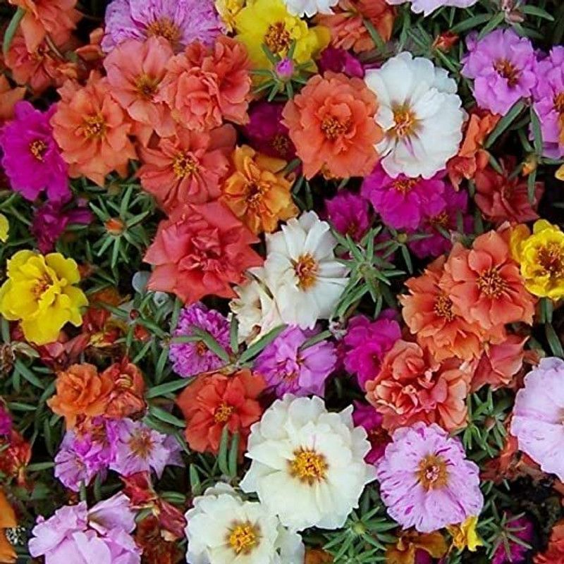agri max gardens Garden Portulaca Grandiflora Double Mix Flower Seeds, for home gardening Seed  (30 per packet)