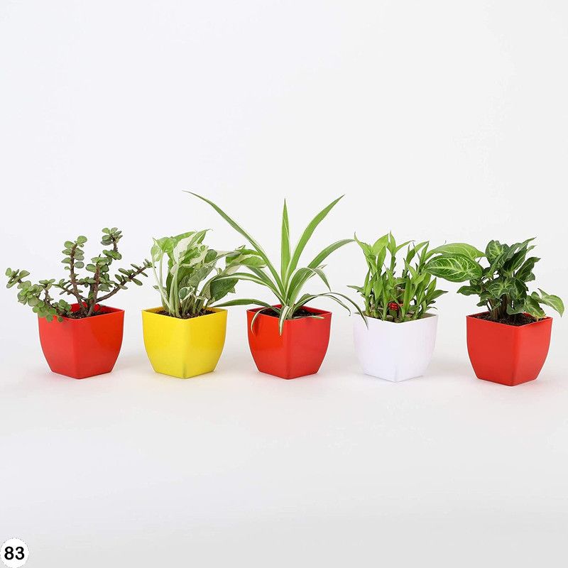 green dreams Jade Plant  (Pack of 5)