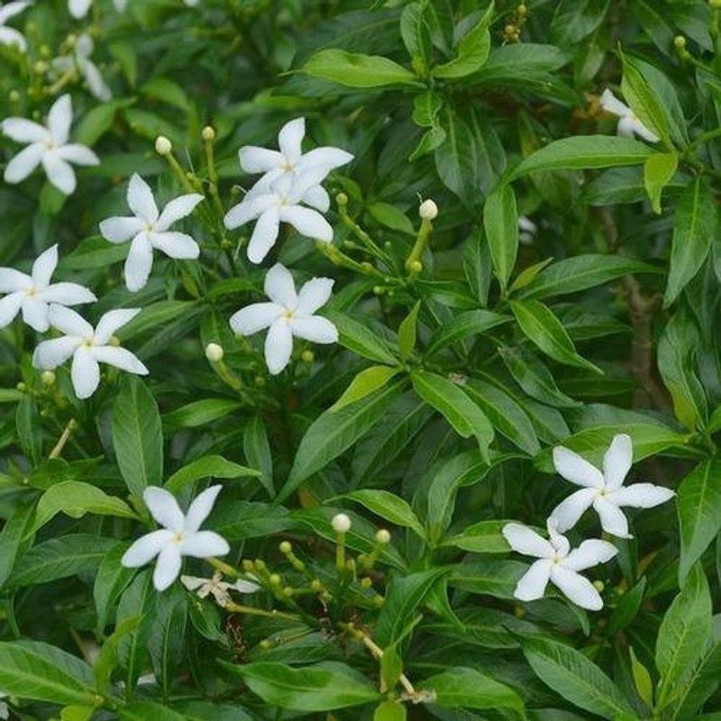 Heaven Of Saplings Turtle Vine Plant  (Hybrid, Pack of 1)