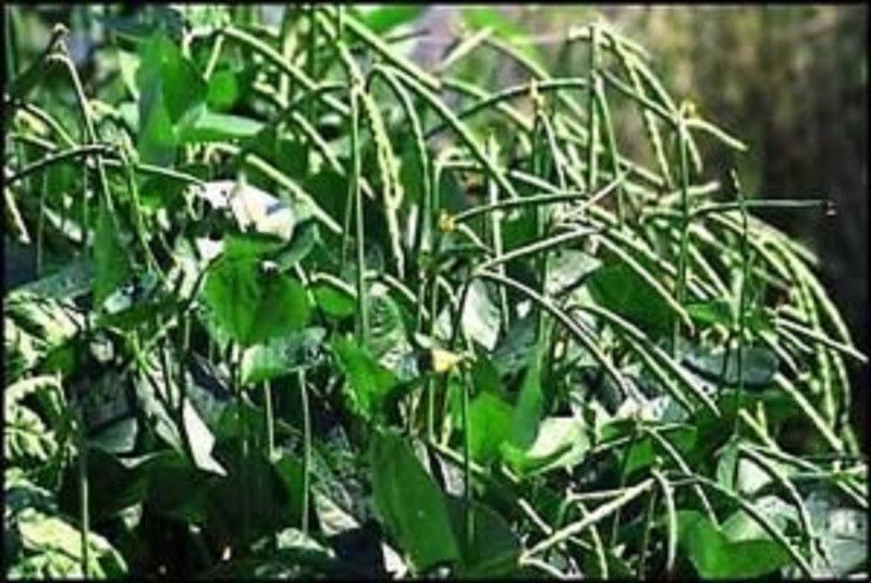 NeLeSa Gardening Pea Seed  (10 per packet)