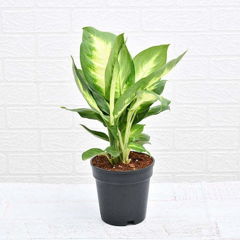 Tajplantshub Dieffenbachia Plant  (Hybrid, Pack of 1)