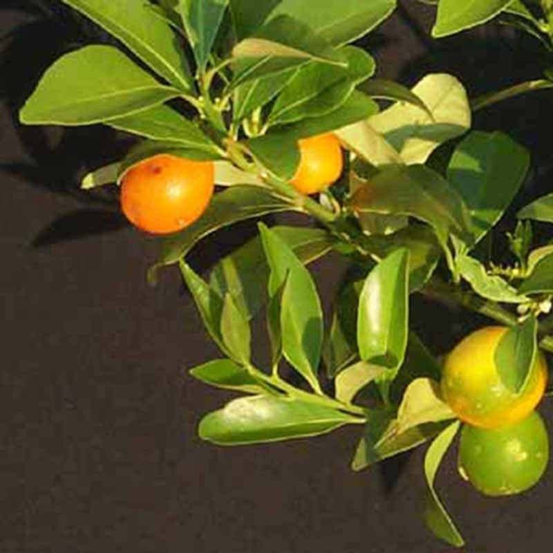 Klone Sweet Lemon / Kumquat(Grafted) - Fruit Seeds Seed  (5 per packet)