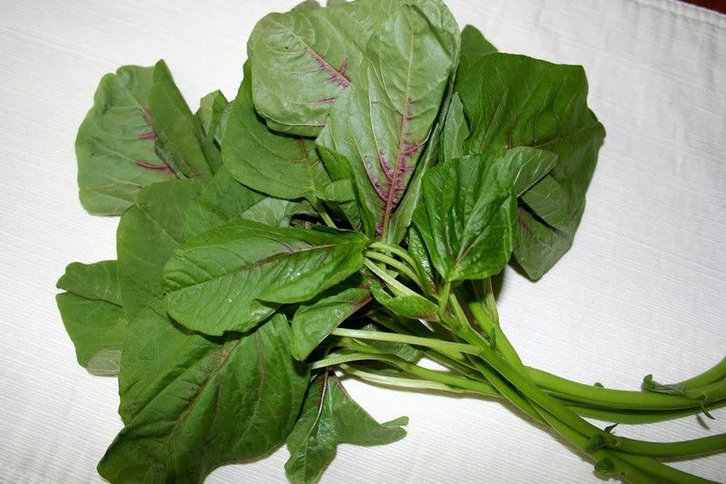 PLANTZON Tottakura/Amaranthus Seed  (15 per packet)