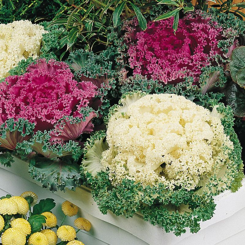 Mozette Ornamental kale herbs Seed  (36 per packet)