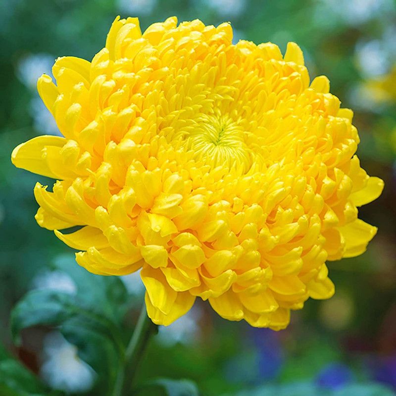 KANAYA Chrysanthemum Mix f1 Hybrid Flower Seeds For All Seasons Seed  (95 per packet)