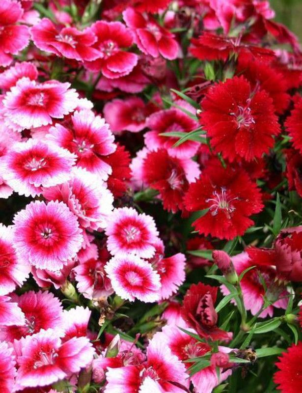 Paudha Sweet William Flower Seed  (25 per packet)