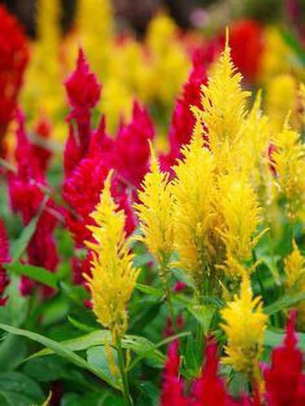 Paudha Celosia Flower Seed  (31 per packet)