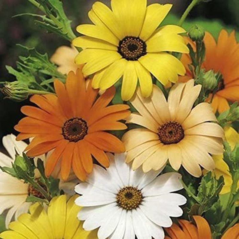 CYBEXIS African Daisy Seeds - Mix Seed  (1 g)