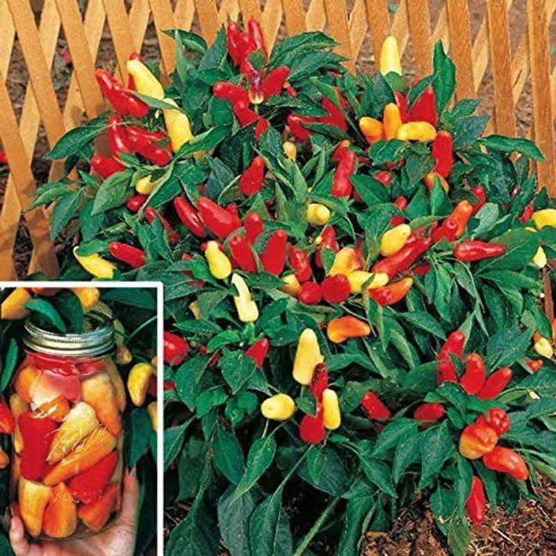 WILLVINE GUA-753 Sweet Pickle Pepper Chilli Seeds Seed  (200 per packet)