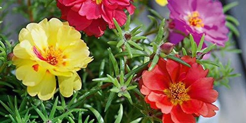 CYBEXIS Portulaca Grandiflora flower seeds Seed  (1 g)