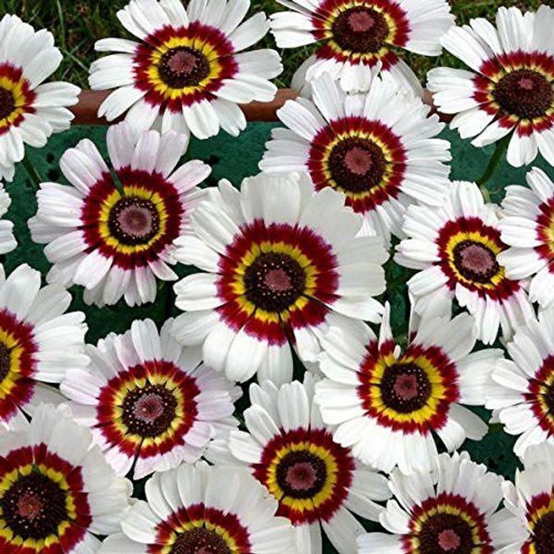 CYBEXIS Painted Daisy Garden Seeds Seed  (1 g)