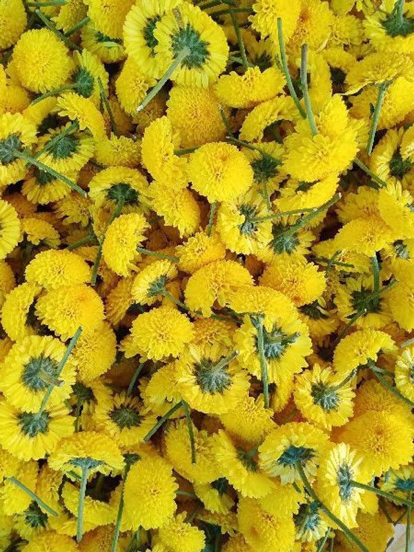 SAGAR Marigold Yellow Seed  (300 per packet)