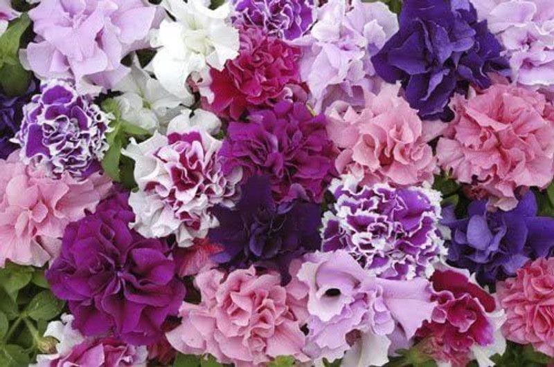CYBEXIS Flower - Petunia - Double Pirouette Mixed Seed  (50 per packet)