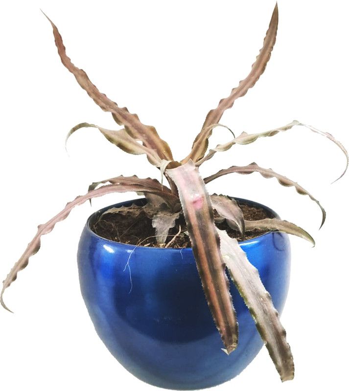 GrowKaro Cryptanthus Plant  (Pack of 1)