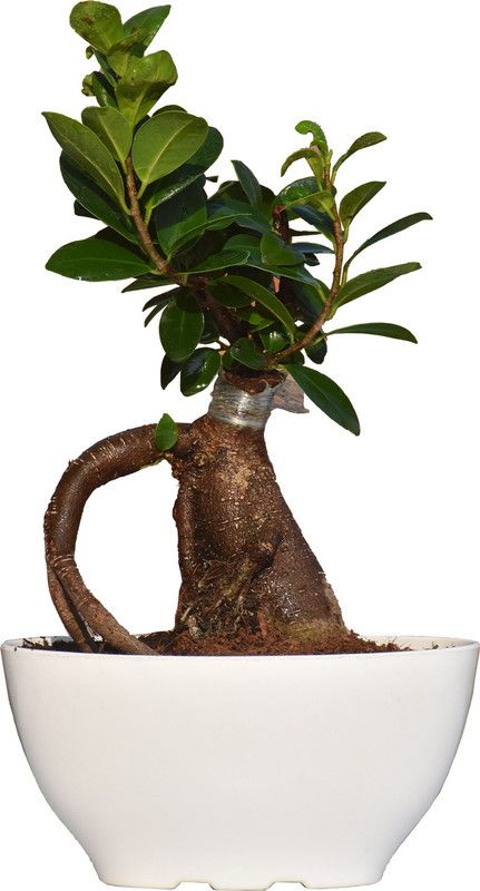 The Roses Garden Ficus Bonsai Plant  (Hybrid, Pack of 1)