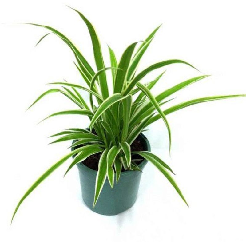 M/s. Nature Trade Spider Plant  (Hybrid, Pack of 1)