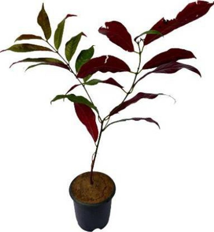 Sumang Green Land Excoecaria/Laila Majnu Plant  (Pack of 1)