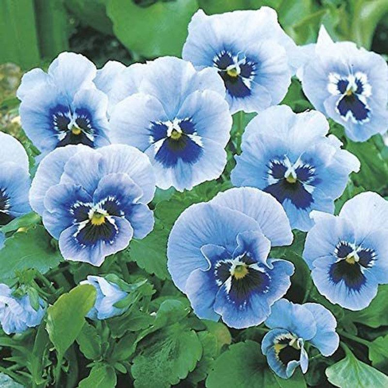 CYBEXIS Organic Pansy Joker Light Blue Seeds - 'Viola x wittrockian' Seed  (50 per packet)