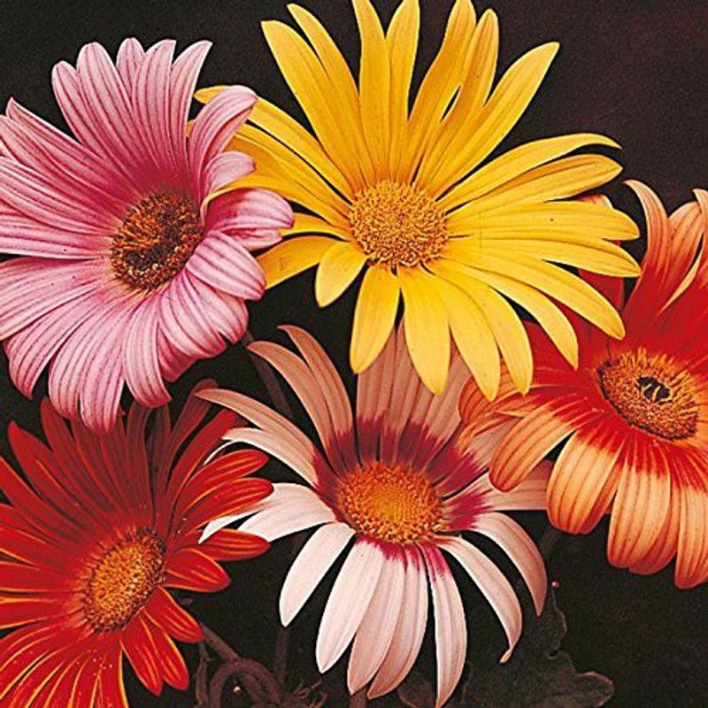 CYBEXIS Daisy Yellow Mixed Garden Of Flowers Garden Seed  (50 per packet)