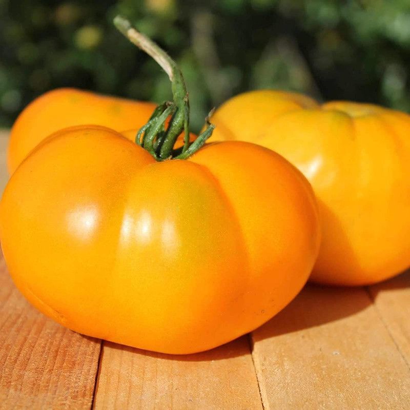 WILLVINE PUAS-808 Yellow Brandywine Tomato Seeds Seed  (200 per packet)