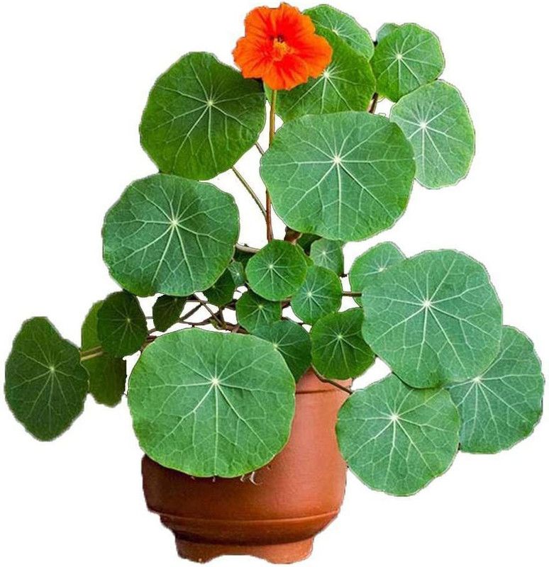 CYBEXIS Flowers Seeds Nasturtium Seeds Tropaeolum majus Rare Perennial Flower Seed  (1 g)