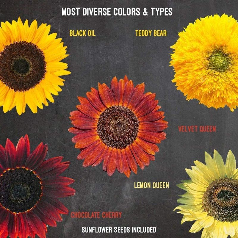 WILLVINE Grow Kit - Grow 5 Different Sunflowers Seed  (500 per packet)
