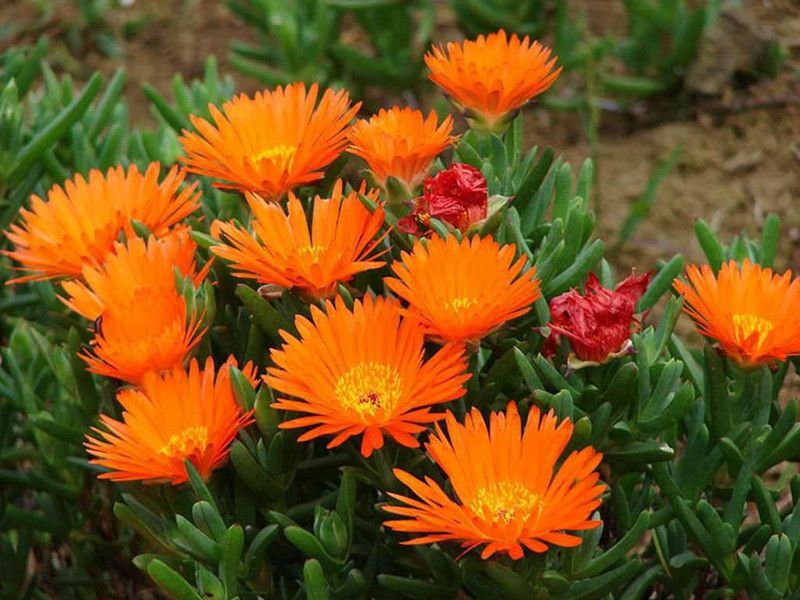 KANAYA Ice Plant Flower Seed  (36 per packet)