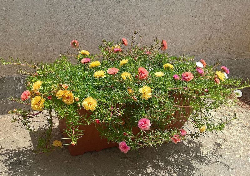 CYBEXIS Portulaca multicolor flower Plant Seeds Seed  (50 per packet)