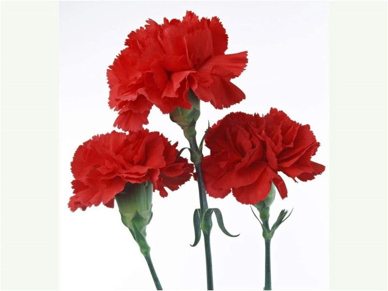 CYBEXIS Carnation - Scarlet RED Seed  (50 per packet)
