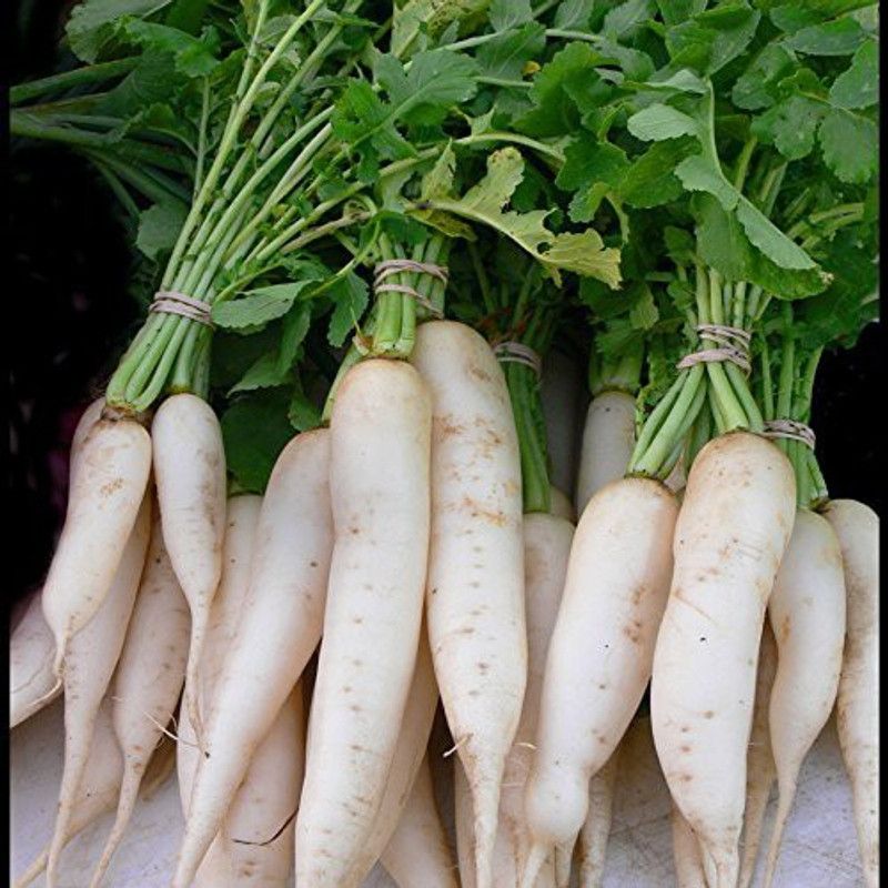 KANAYA Hybrid Vegetable Seeds - Mooli Seeds - (White Long Raddish) Seed  (25 per packet)
