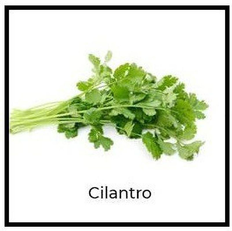 VibeX ® LXI-129 Herb Cilantro Calypso Seed  (500 per packet)