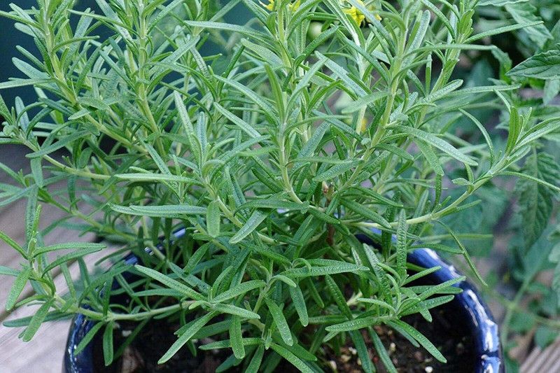 VibeX ® RXI-110 Herb Rosemary Seeds Seed  (500 per packet)