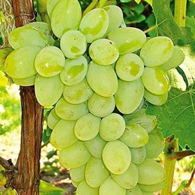 Aywal Hybrid Grabes Seed  (95 per packet)