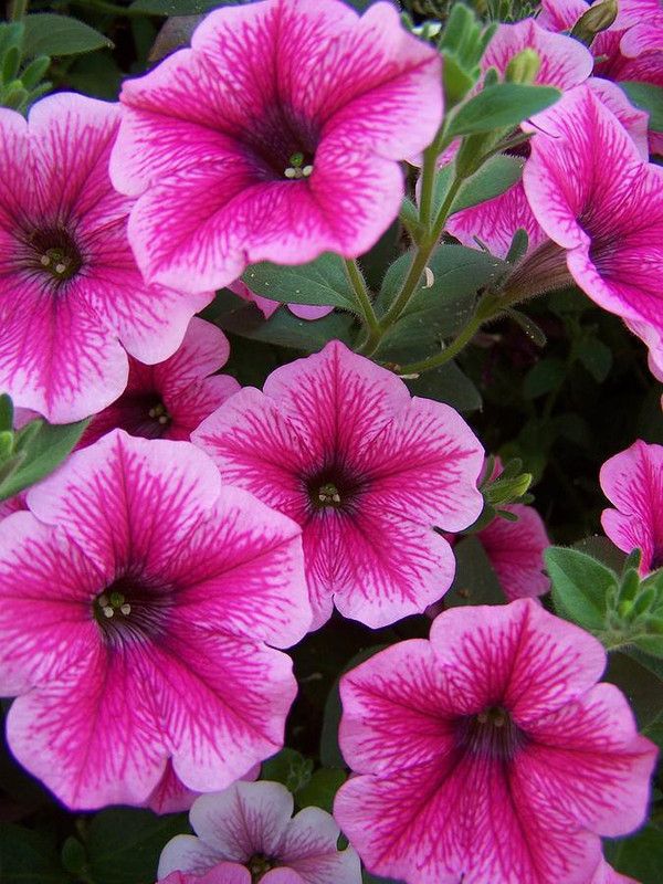 Paudha Petunia Pink Rose Seed  (35 per packet)