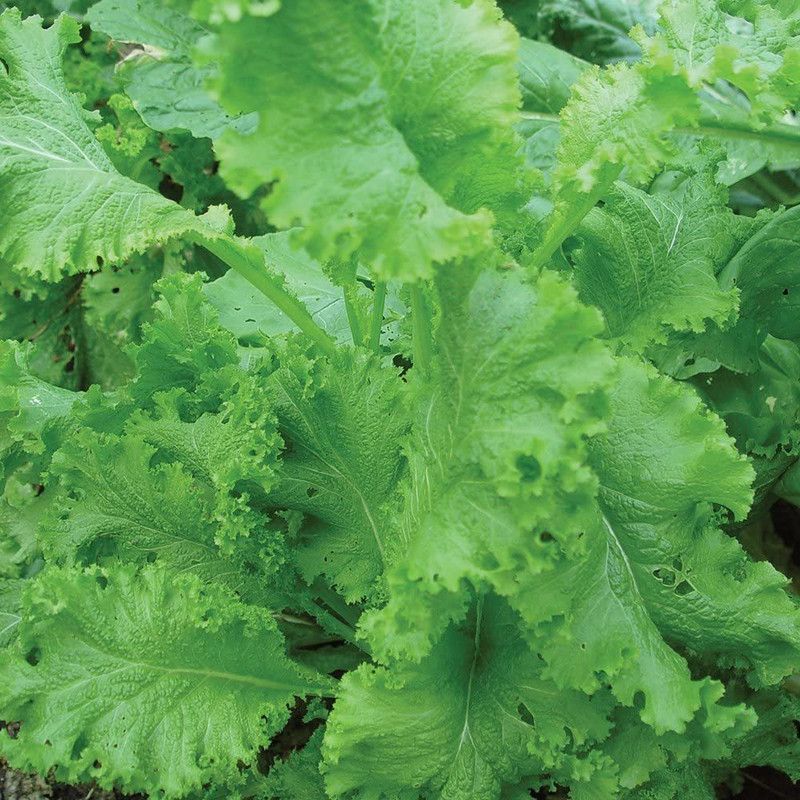 VibeX ® XLR-23 Southern Giant Curled Mustard Seeds Seed  (500 per packet)