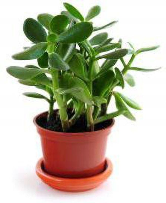 natikrd Jade Plant  (Hybrid, Pack of 1)