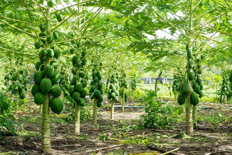 Paudha Papaya 786 HYBRID Seed  (25 per packet)