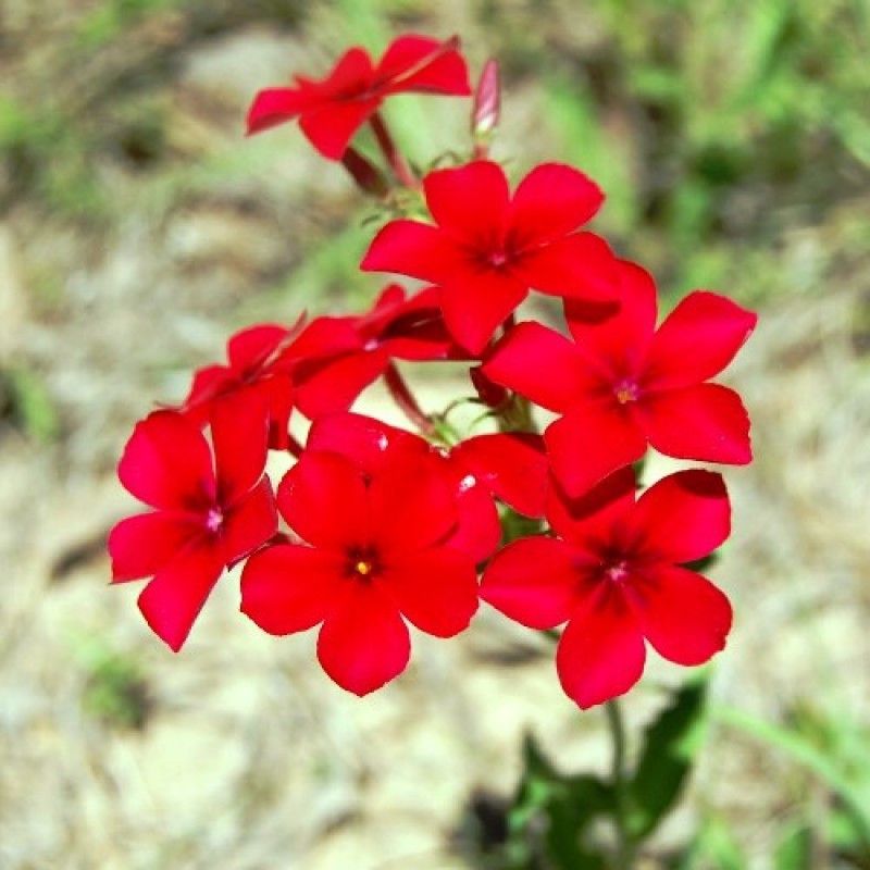 GREENZ Phlox Beauty Red Seed  (100 per packet)