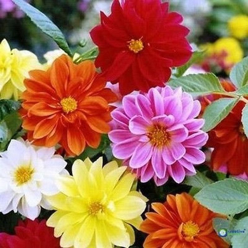 Paudha Dahlia mix Seed  (10 per packet)