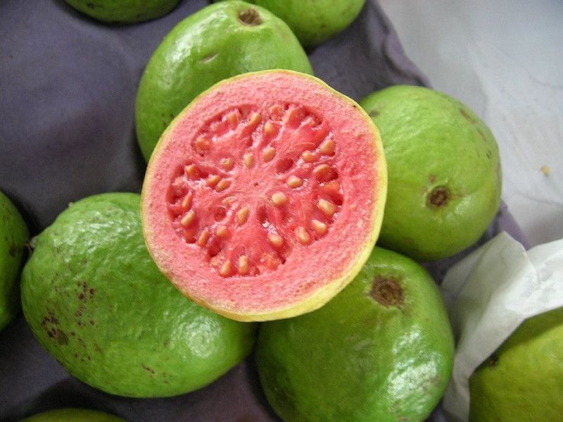 NeLeSa Gardening Guava Plant  (Pack of 1)