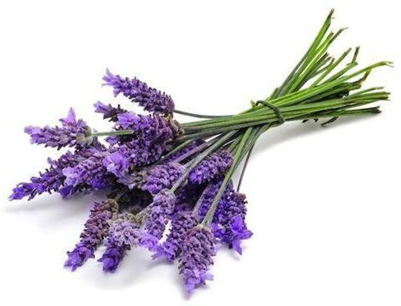 PLANTZON Lavender Seed  (21 per packet)