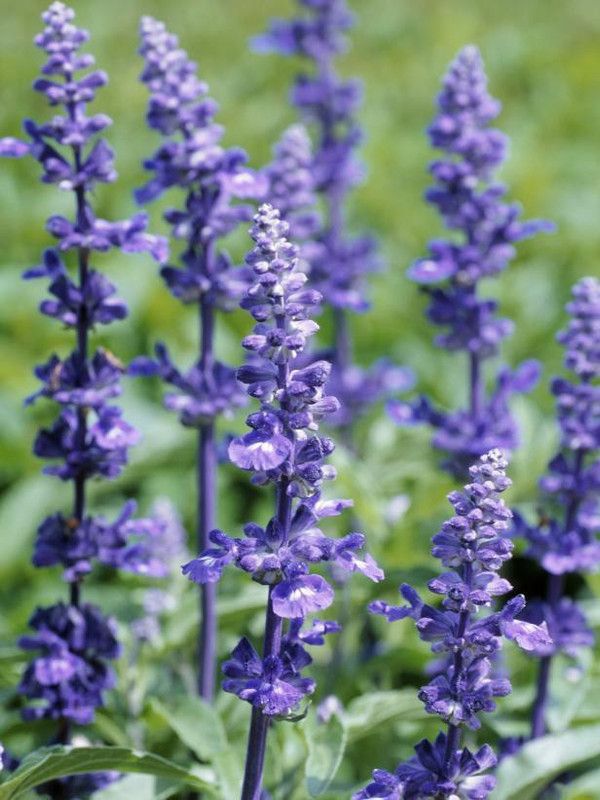 XOLDA Lavender Herb Seed  (100 per packet)