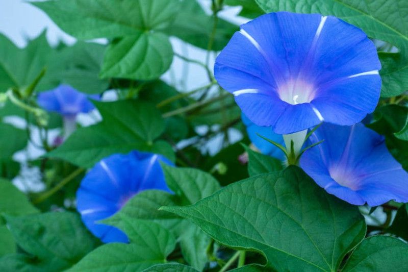 Paudha Morning Glory Seed  (35 per packet)