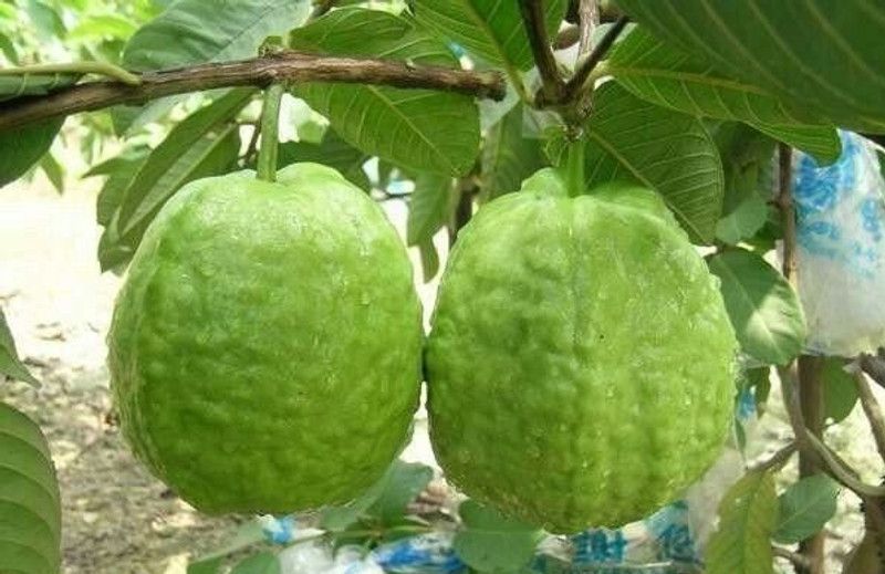 Tajplantshub Guava Plant  (Hybrid, Pack of 1)