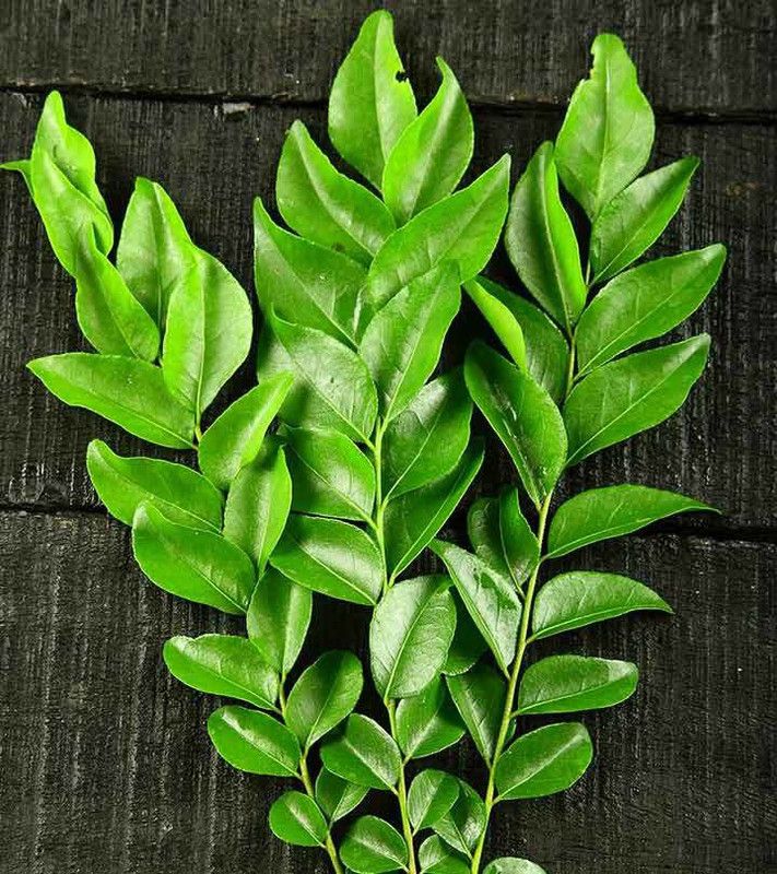Paudha Curry Leaves Seed  (51 per packet)