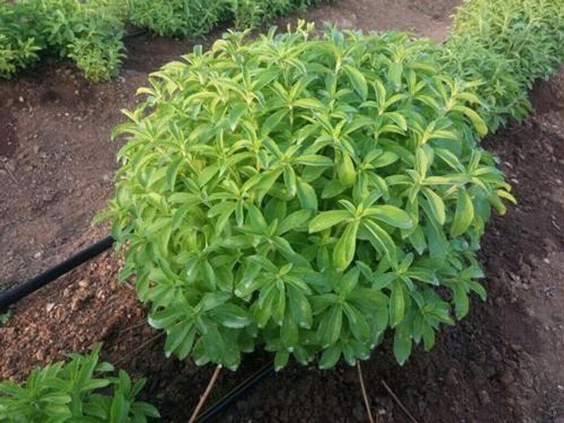 XOLDA Stevia Sweet Leaves Seed  (180 per packet)