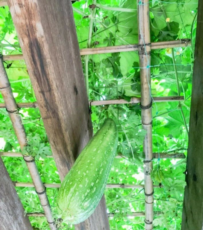UGRA Luffa seeds, smooth sponge gourd Seed  (80 per packet)
